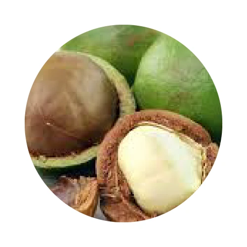 HUILE DE CALOPHYLLE INOPHYLLE (TAMANU) vierge