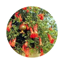 PHYTOSTÉROLS DE GRENADE