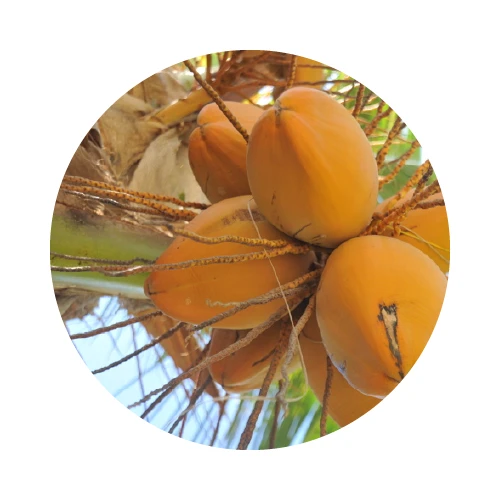 HUILE DE COCO bio