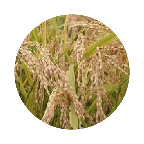 HUILE DE SON DE RIZ BIO