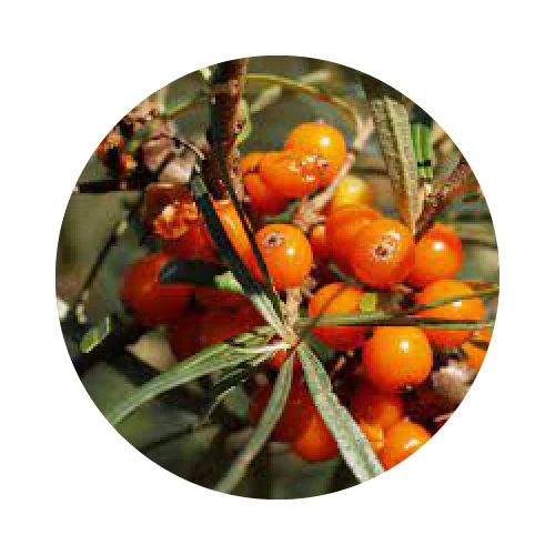 HUILE DE PULPE D'ARGOUSIER bio