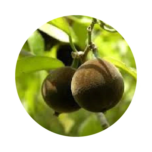 HUILE DE CHAULMOOGRA vierge