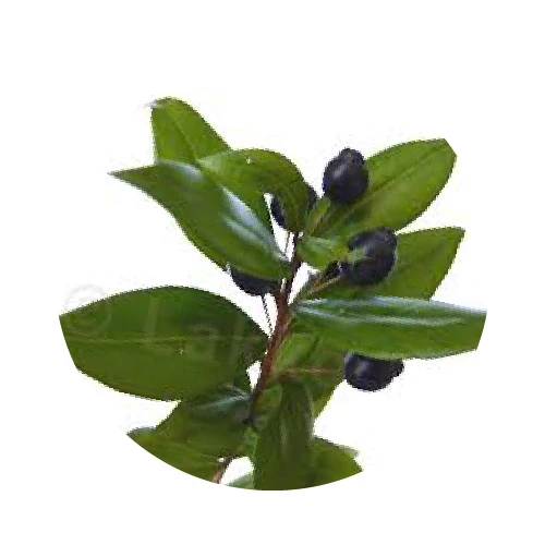 POLYPHÉNOLS (extrait du Myrte)