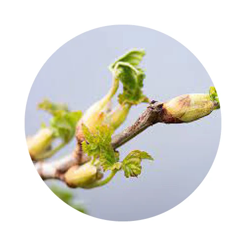 BOURGEONS DE CASSIS