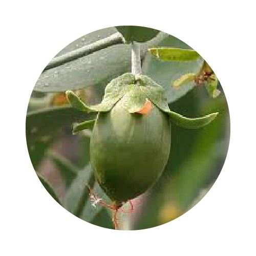 HUILE DE JOJOBA bio 