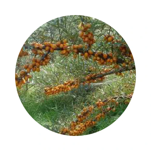 HUILE DE PULPE D'ARGOUSIER bio