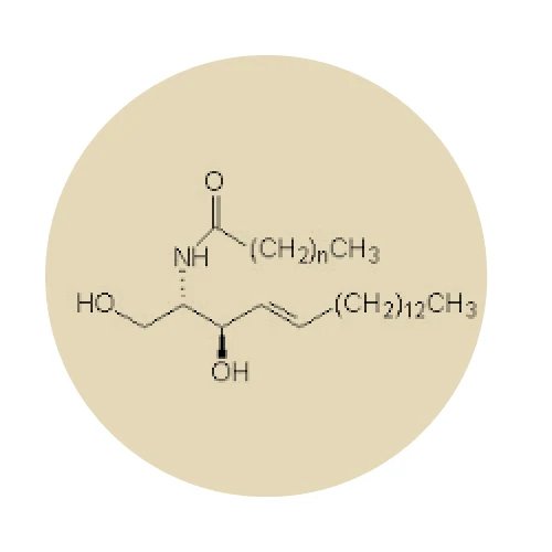 CÉRAMIDES VÉGÉTALES (extraites du blé)